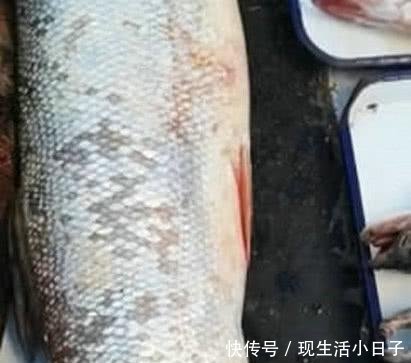 市内公园，竟钓起长江“水老虎”，能长到三百斤！