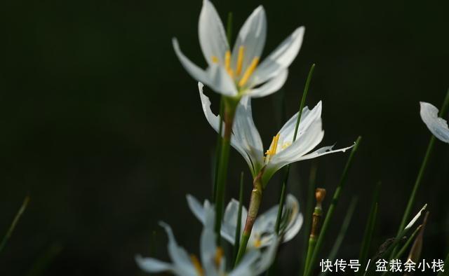  葱兰|一种像葱却是花的植物,还很好养活：葱兰的养殖方法