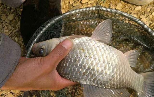  『最合适』野钓鲫鱼用什么鱼钩最合适?钓鱼大师:这种鱼钩钓鲫鱼从来不跑鱼...