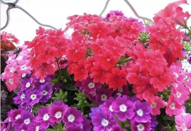  彩虹：花卉行业的“第一美人”！人人都爱她，一开花就爆盆，像彩虹一样