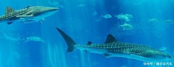 山东省唯一一个有两个5A景区的县级市