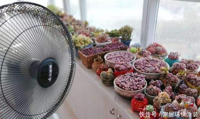 老生常谈|夏天养多肉,进入苦难期,“一遮、两少、三通”,安安全全度夏天