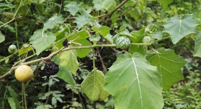这植物蛇一见到就逃跑，农民见到就砍掉，殊不知其价值十分珍贵