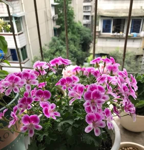  『种植』此花是世界名花，花期几乎全年，灿烂绚丽，种植容易，是盆栽佳品