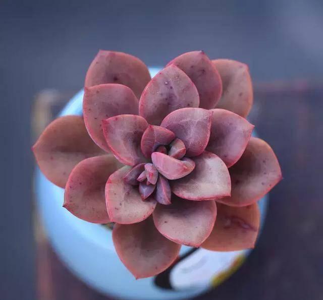  「植物」多肉植物油彩莲怎么养？简单教你养出好状态！