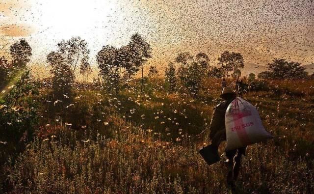  解决：巴基斯坦形势危急，中国有三招可灭蝗虫，可解决巴铁难题