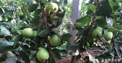  #市场上#一年四季结果，亩产3万斤，北方也能种，却被认为是种植骗局？