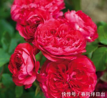 「选择」喜欢养护花卉,就可以选择这款花卉,满足欣赏和幸福美满为一体