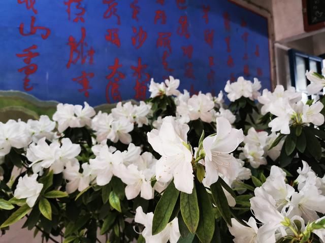  「宅基房」奉贤东部也有一个“沈家花园”320多盆花卉开门迎客