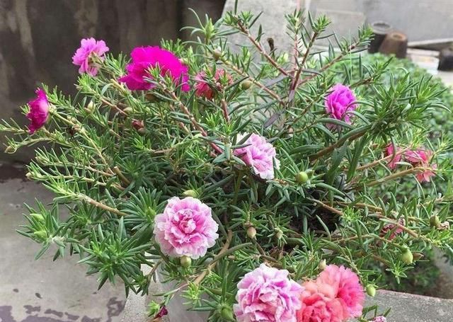 家里■家里有这“4种花”,4月多晒一晒,叶片绿、开花旺,植株抗性强!