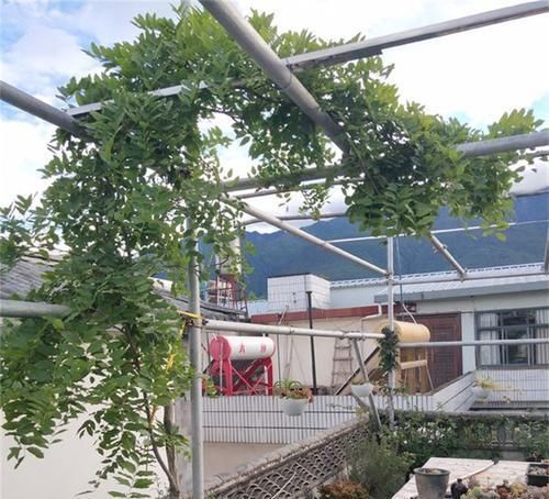  「适合」5种藤蔓植物，每一种都适合在阳台养，挂起来像瀑布一样，有气势