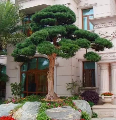  富贵■庭院种这5种“景观树”，雅致大气、好寓意，种家中一派富贵气象