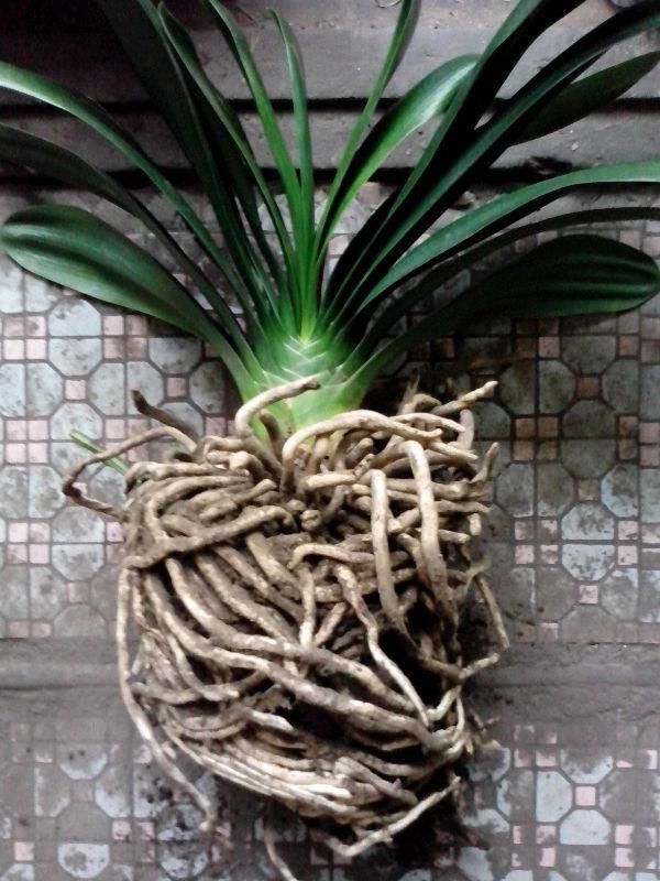  『大白』3种“吃土花”，1年不换盆，大白根挤满整个盆，土都被“吃”光