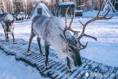 中国“最冷”的地方,零下58度,当地人冬天都干啥?