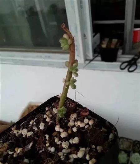  [光照]撸叶片能长的快？可千万不要这么做，撸叶有风险，养肉需谨慎