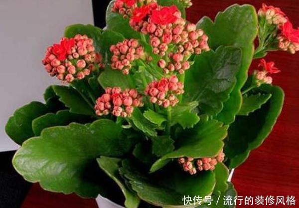 「家里」家里养花别乱摆,这4种花家里至少摆1盆,个个都是“吉祥”花!