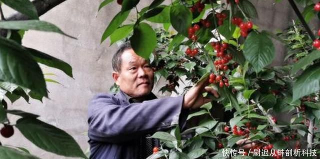 「樱桃没」产地频繁卖不动,数万吨找销路,价格却很贵,吃货:烂地里吧