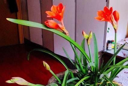  『记住』养好朱顶红，这些要点要记住，开花多又漂亮