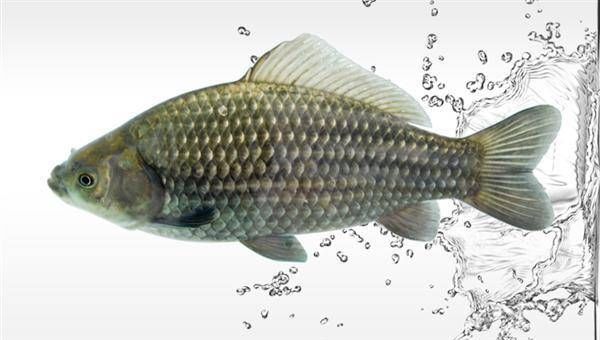  「子线」钓鱼常见问题的一些解决方法