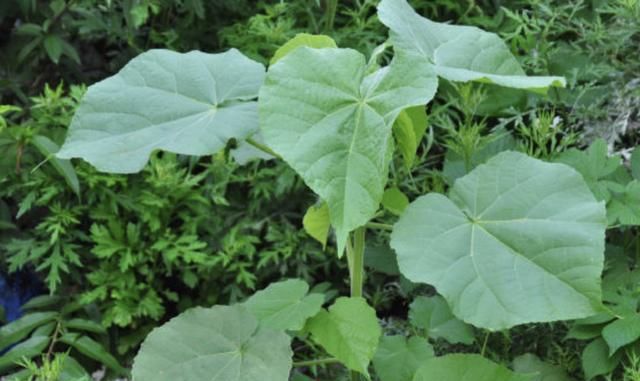  「顽强」在路旁、荒地，有1种顽强的“野草”，被称为“苘麻”，珍贵！