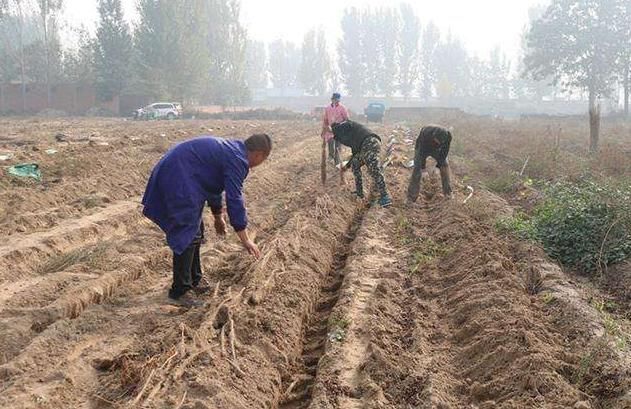 这野草农村满山都是，块茎似地瓜价值高，城里人却当个宝
