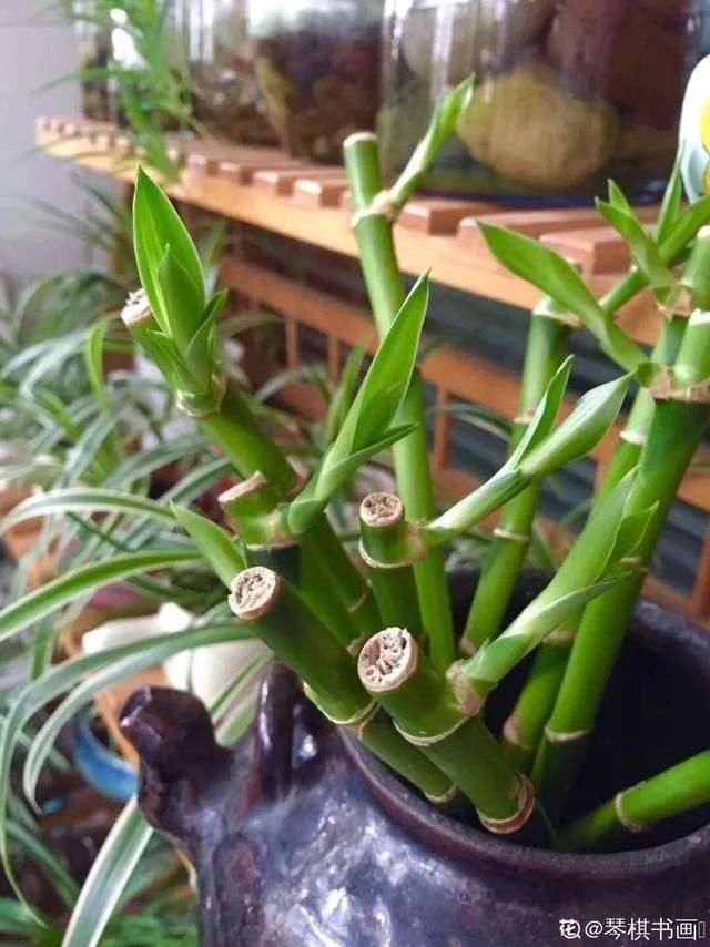  ＂x＂:＂0＂在家自制壮根水，7天浇一次，养出白胖萝卜根！