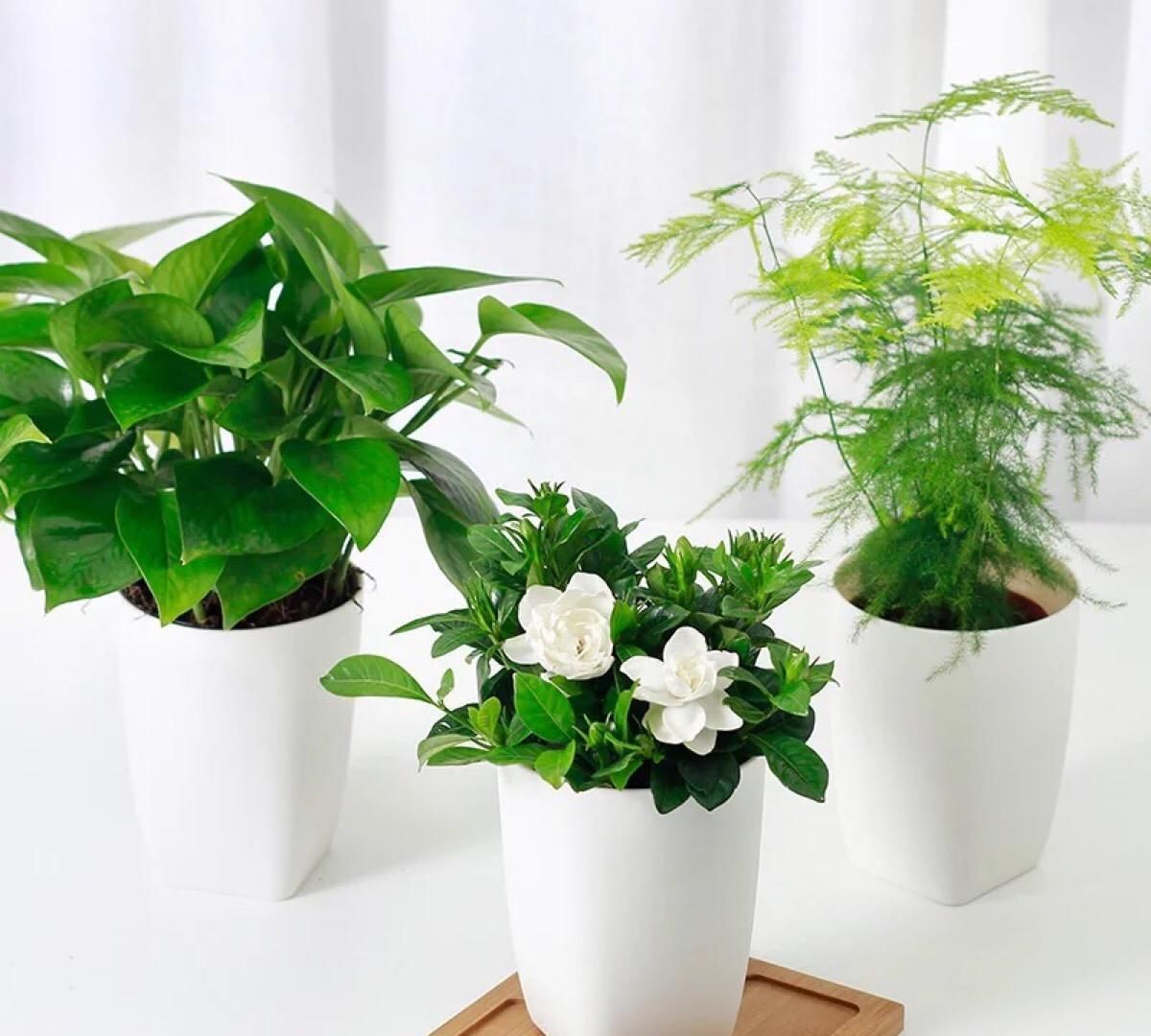  叶类：家庭绿植这样养护，四季常青