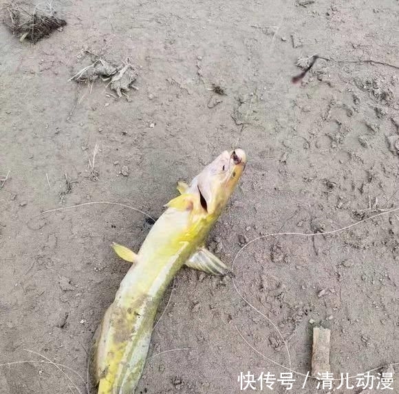 「钓友」长江钓到“超长黄颡鱼”浑身金黄鱼鳍泛红,钓友:两根筷子那么长