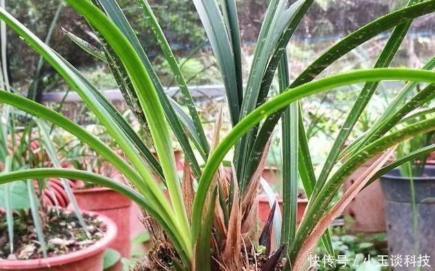  裸根能放■兰花种植没植料，裸根能放几天？细节决定成活