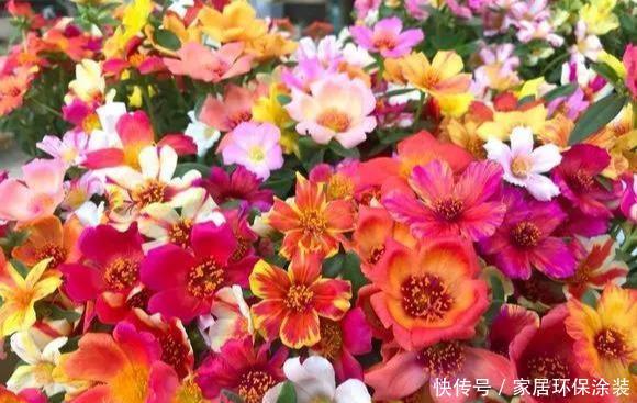 #品种#太阳花竟也有这么多品种,开成花海,也能成为惊世美景