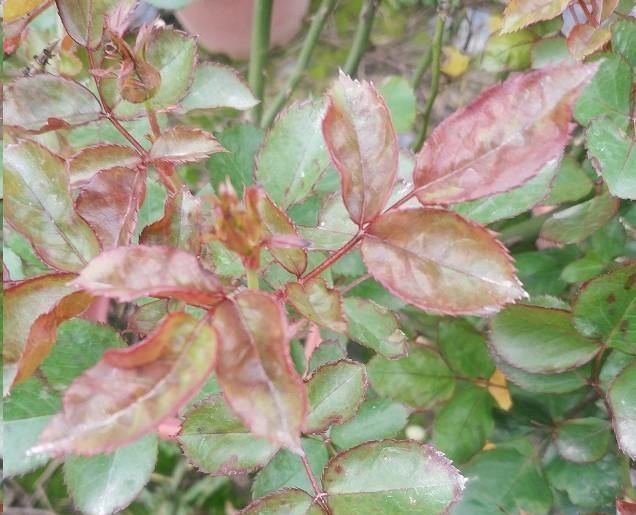  [发芽]月季花发芽长叶后不久就死了?教你一招避免“假活”!~