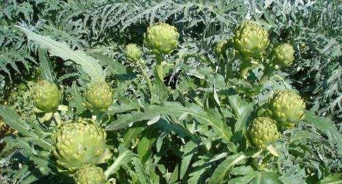  「洋蓟」外国人眼中“蔬菜之皇”，引入国内却被嫌弃，网友：价