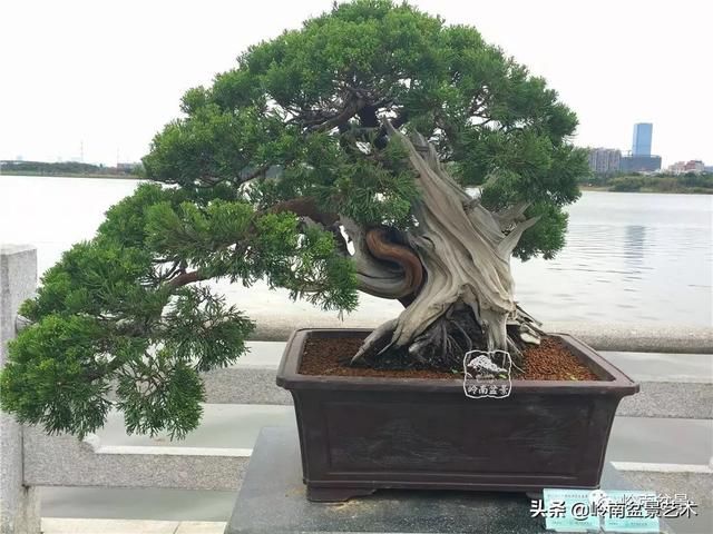 广州园艺博览会岭南盆景作品回顾