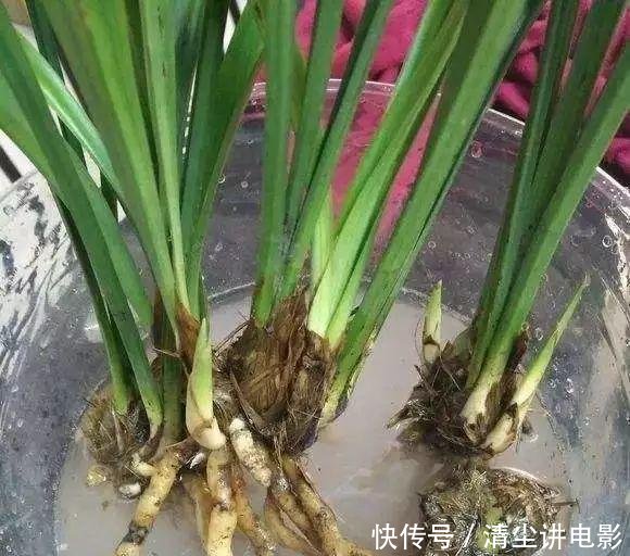  「药片」家里5种过期药片别扔，能杀菌防烂根，都是养花的宝贝！