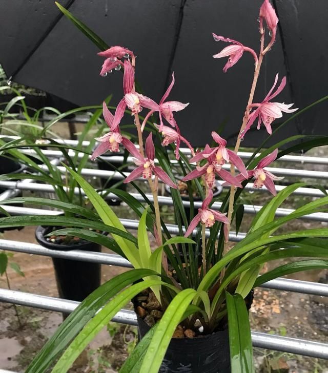  【花美】此兰花养护容易，一年开花多次，花美香浓，价格便宜，很适合新手