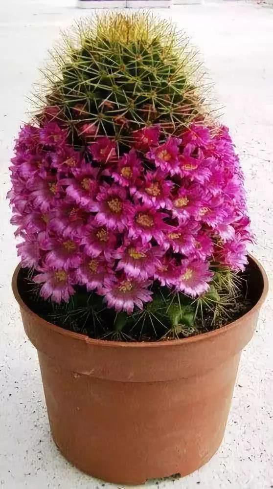  『开出的花』非常罕见的仙人掌，一起欣赏！