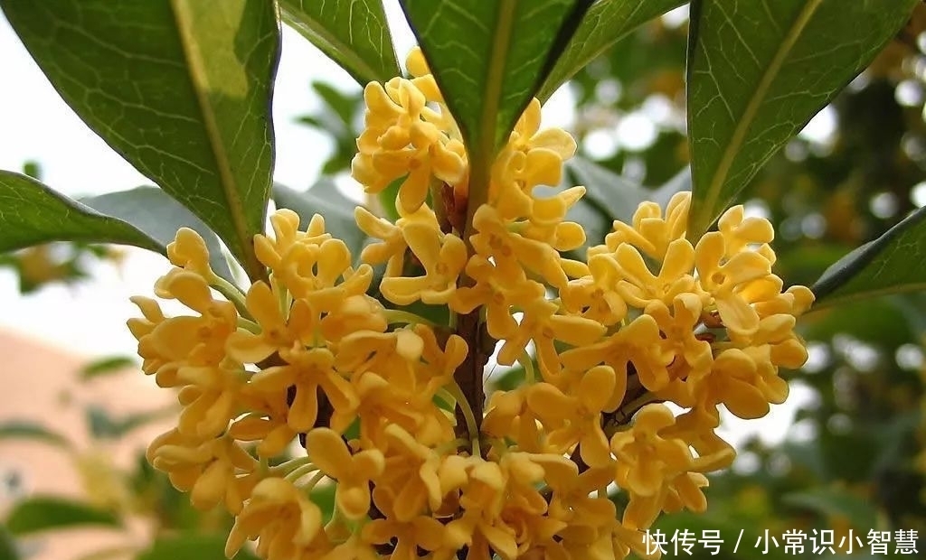 「民族特色」此花是吉祥和荣誉的象征,是民族特色和文化内涵