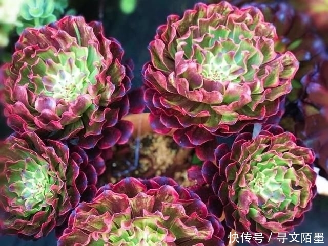 『品种』给多肉植物砍一刀,一株变多株,花盆都装不下了!