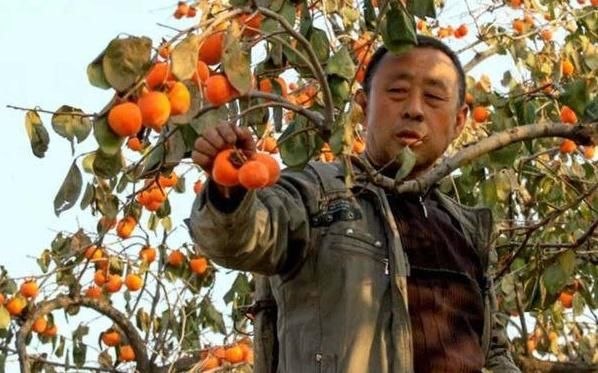  柿子■在农村，老农民摘柿子时，为何总是要在柿子树顶留几个？