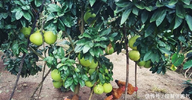 四川农村大叔种的水果，一树能摘100多斤，这挂果率也太高了吧