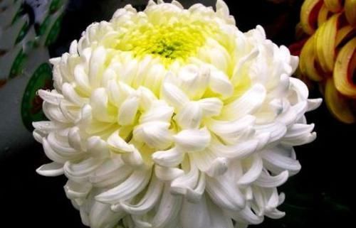  【月光】喜欢菊花，就养盆“菊中珍品”太平之月光，似幽泉抱月，冷香素韵