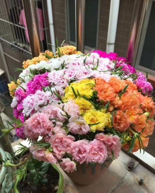  『花柱』把花插在油桶里，疯狂晒7天，开成大花柱！