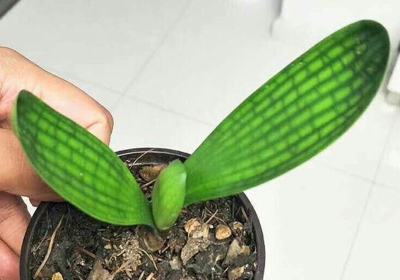  [花钱]养君子兰用个窍门，不花钱也能种出十盆绿油油、开花多的君子兰