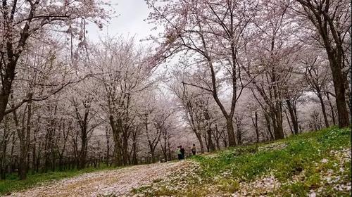 贵州私藏的人间仙境万亩樱花海，绝世美景震惊世界！