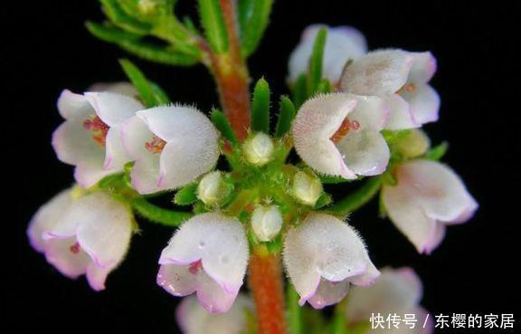 「插进」养花很难?可以尝试此5种,插进土里就能活,开花爆盆很简单