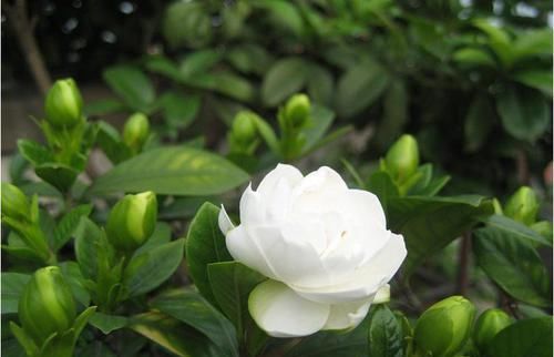  「栀子花」牡丹栀子，栀子花中的贵族，简直太美了