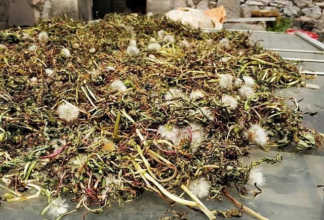  『农村』曾是儿时的玩具，白送都没人要，如今被大量种植，一斤6元很抢手