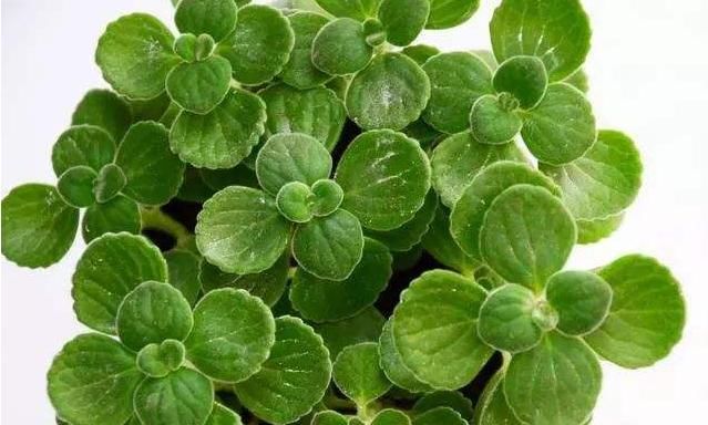  『泡茶』这绿植，一碰就散出苹果香味，有驱避蚊虫功效，还能食用泡茶解暑