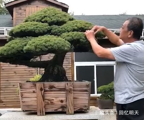  『回家』男子花高价买下观赏盆景，孩子们回家看到后，顿时不淡定了