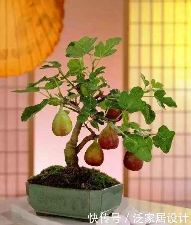 果实|一节枝条,轻松种一盆无花果盆栽,果实多的吃不完!